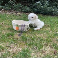 Awesome T-Cup Maltese Puppies Available
